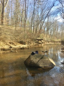 nature-therapy-trees-pic